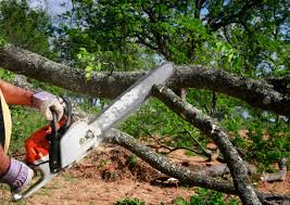 Best Tree Trimming and Pruning  in Big Le, AK