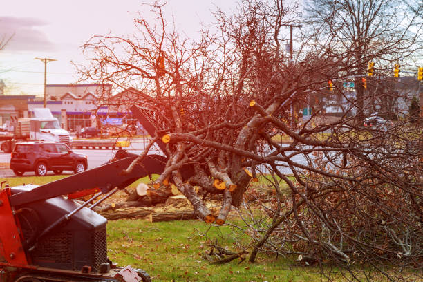 Best Tree Removal  in Big Le, AK