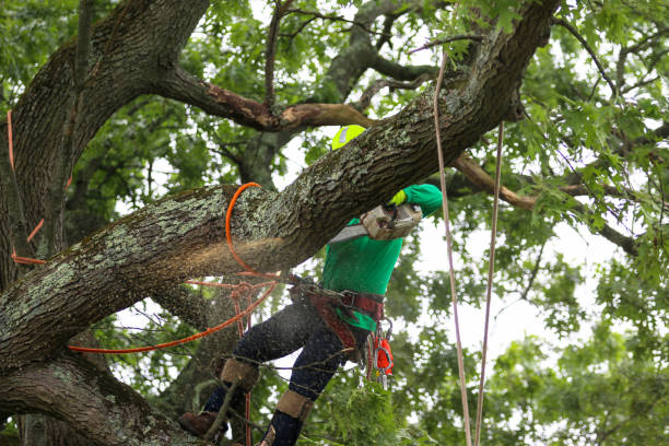 Best Tree Risk Assessment  in Big Le, AK