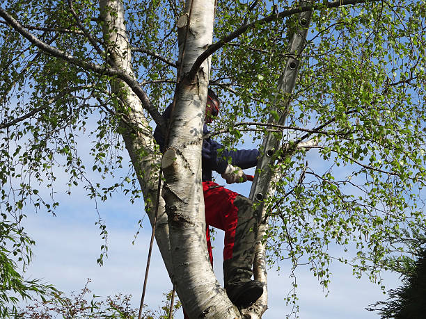 Trusted Big Lake, AK Tree Removal Services Experts