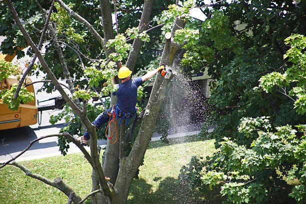 Best Tree Maintenance Programs  in Big Le, AK