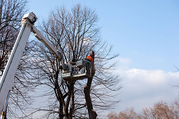 How Our Tree Care Process Works  in  Big Lake, AK